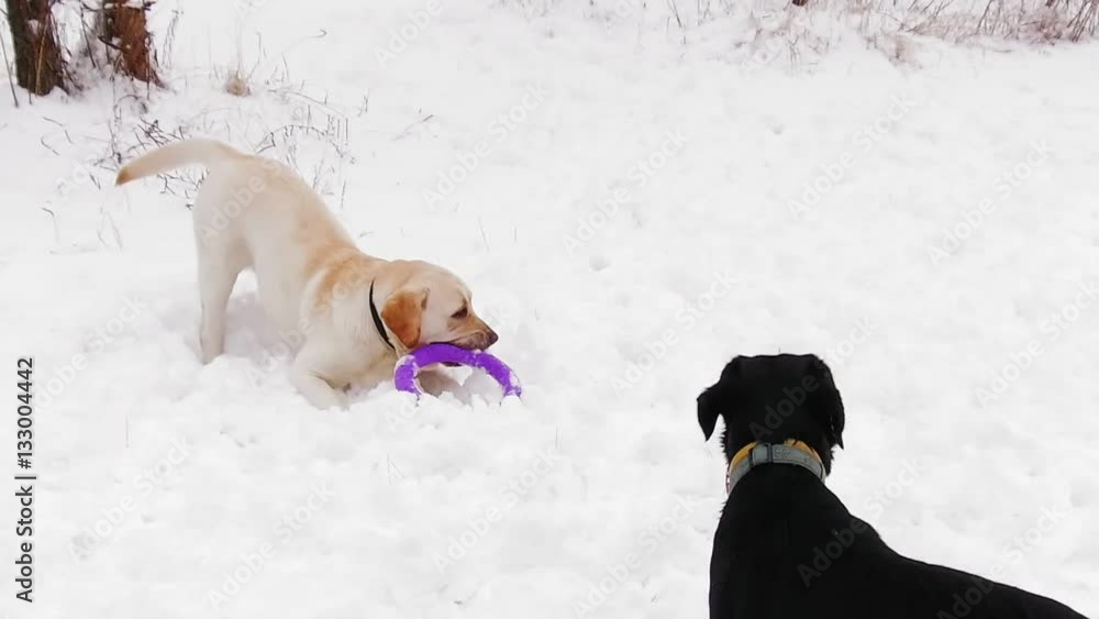Two labrador dogs playing together in slow motion Two labrador dogs playing together in slow motion