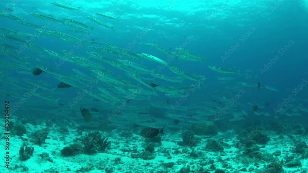 School of Barracudas swims in a light current on a coral reef. 4k footage School of Barracudas swims in a light current on a coral reef. 4k footage