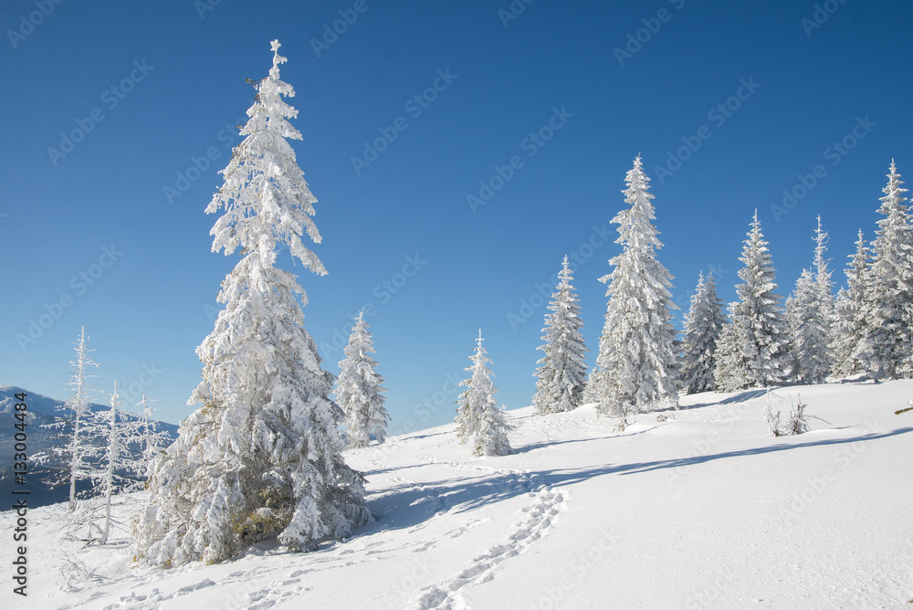 sunny day in the mountains. Christmas tree covered with snow