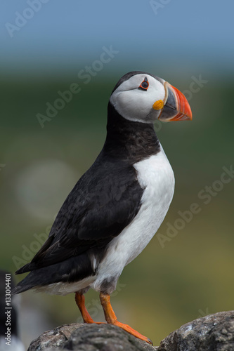 Atlantic Puffin (Alca Arctica)/Puffin on rocky coastline of the Farne Islands