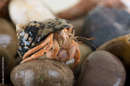 Caribbean Hermit Crab (Coenobita Clypeatus)/Caribbean Hermit Crab on wet stones