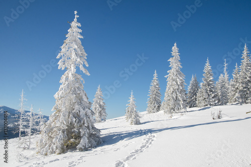 sunny day in the mountains. Christmas tree covered with snow © Roman