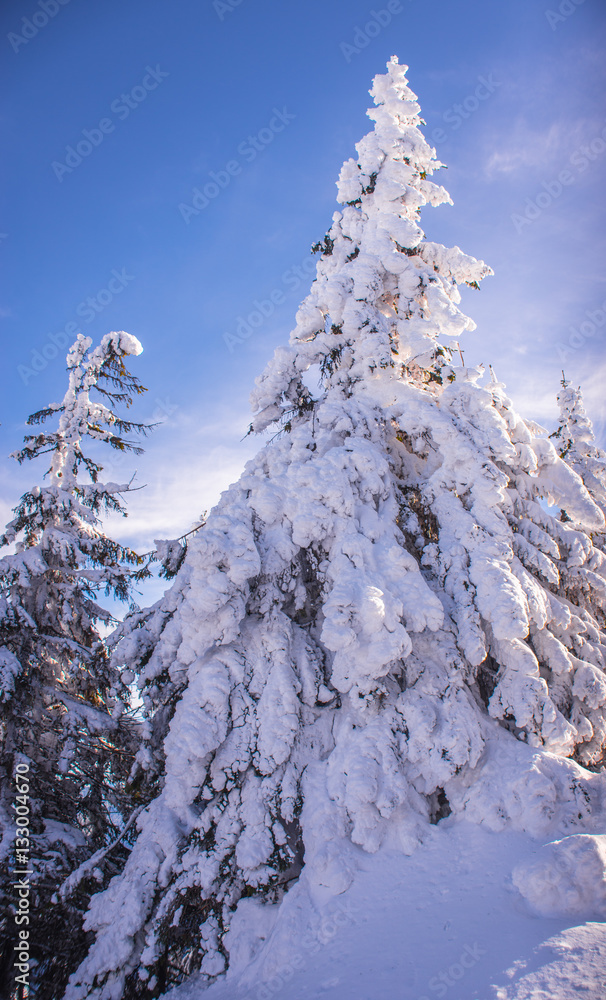 Pine trees covered by heavy snow against blue sky Pine trees covered by heavy snow against blue sky
