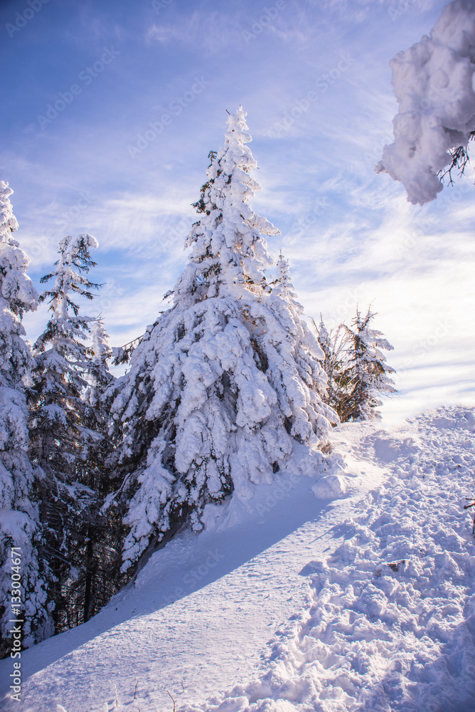Obraz premium Pine trees covered by heavy snow against blue sky
