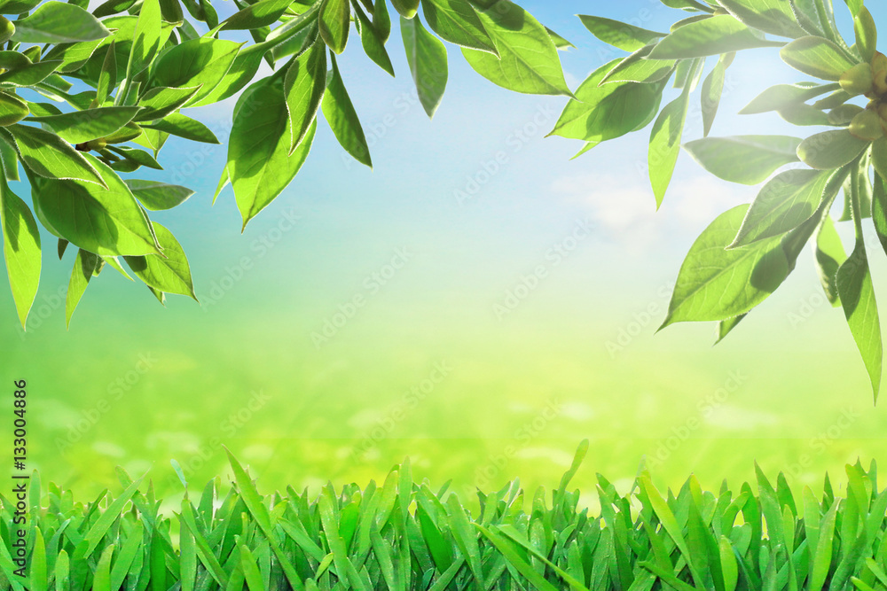Fresh nature in spring. Green growing leaves Fresh nature in spring. Green growing leaves