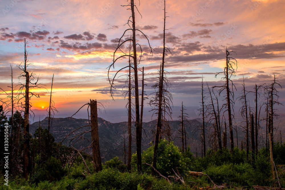 Obraz premium The Catalina Highway and Mt. Lemmon Arizona