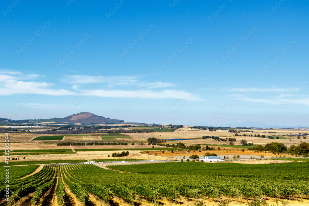 Citrus bush field with the mountain view