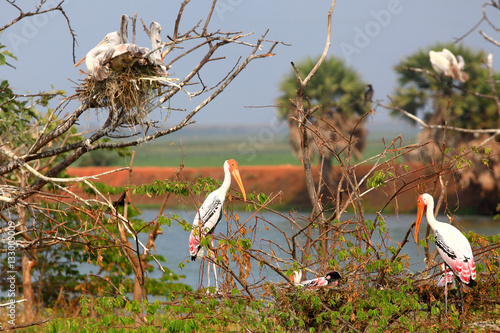 Painted storks in Kolleru bird sanctuary in Andhra pradesh India photo