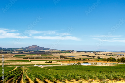 Citrus bush field with the mountain view