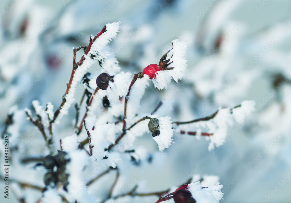 red fruit of wild rose covered with white crystals of cold frost red fruit of wild rose covered with white crystals of cold frost