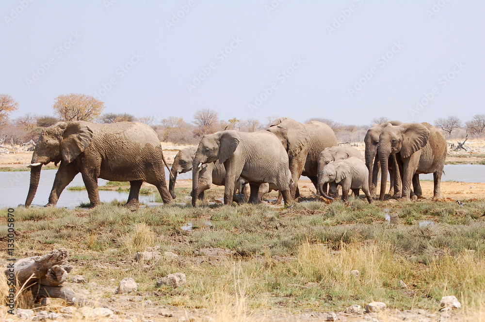 Fototapeta premium Elephant Group in the Etosha National Park