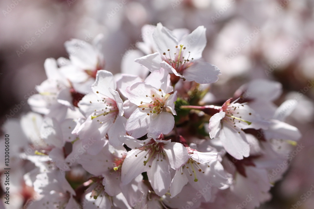 Cherry blossom Cherry blossom