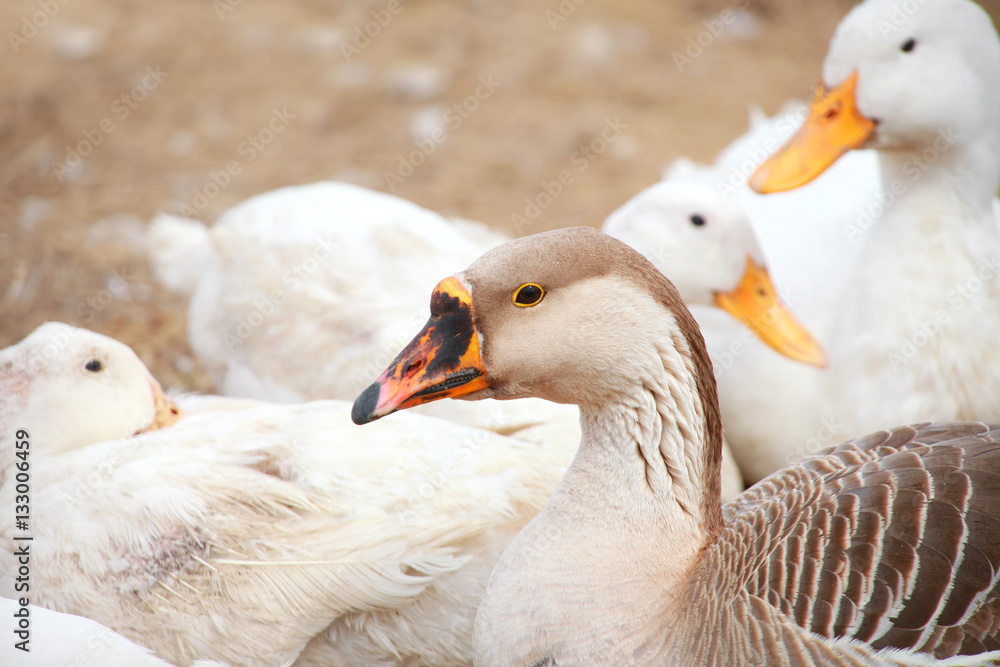 Obraz premium Close up shot of many ducks in the farm