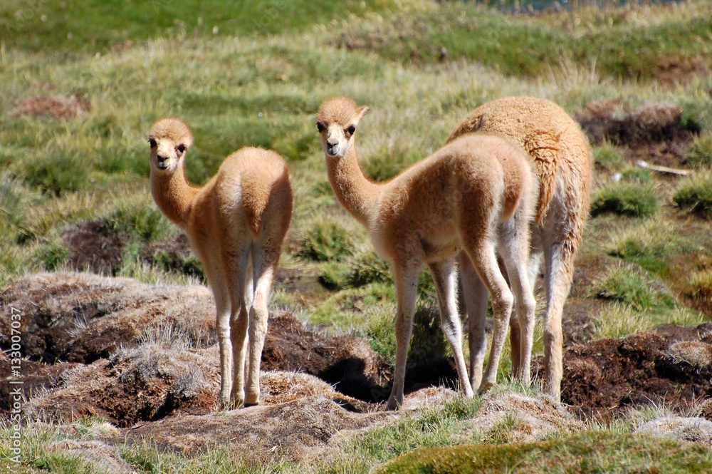 Young cute Vicunas in the Andes of Chile