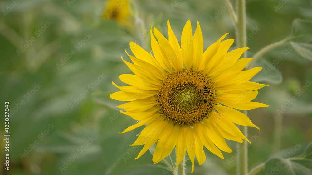 sunflower against a field sunflower against a field