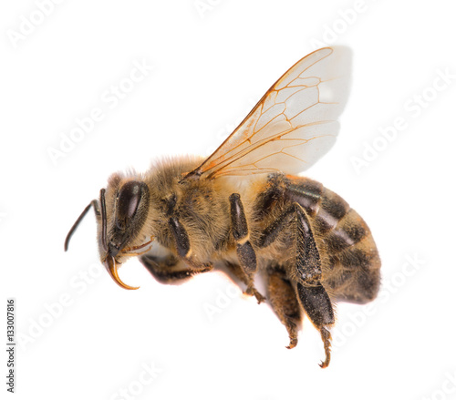 Bee closeup. Isolated photo. on a white background.