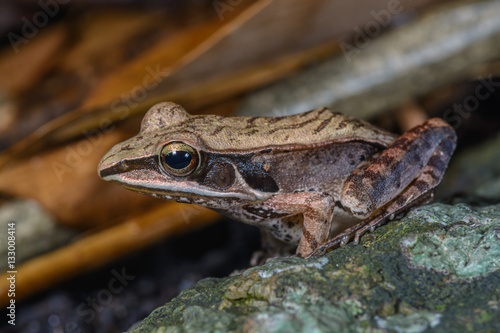 Yellow frog Pelophylax lateralis   beautiful frog on stone.