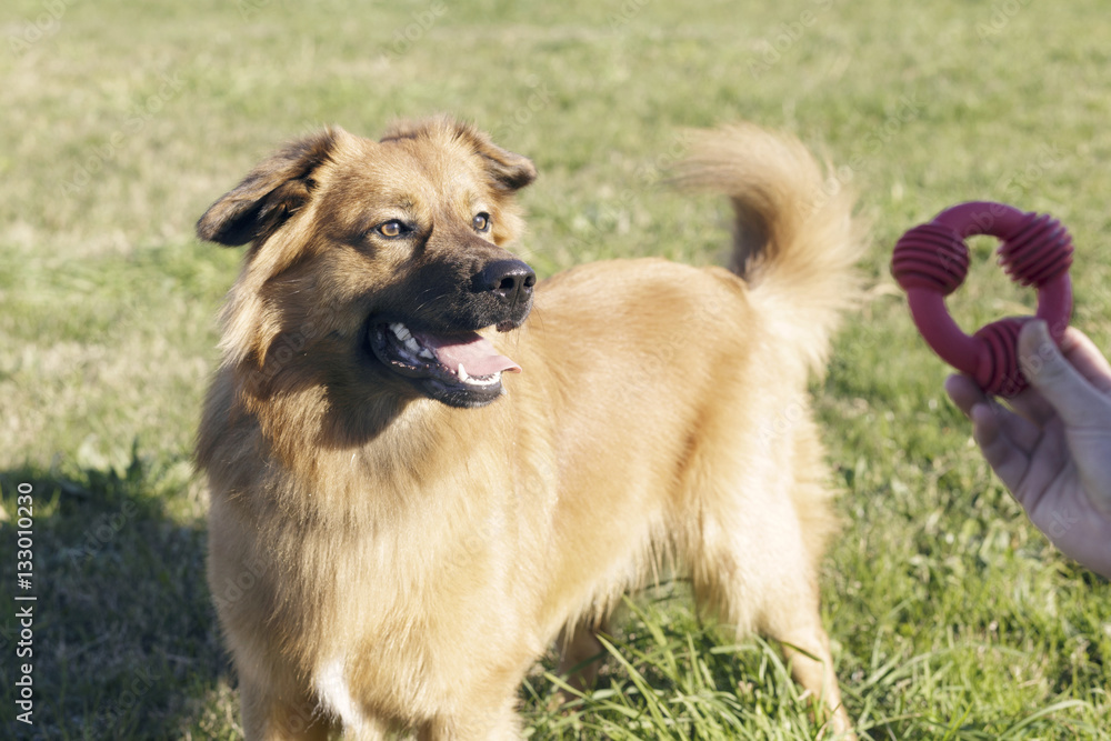 One year old Basque Shepherd male dog, standing on the green grass looking to his toy, outdoors on a very sunny day. Shallow Depth of Field. Focus in his eyes. One year old Basque Shepherd male dog, standing on the green grass looking to his toy, outdoors on a very sunny day. Shallow Depth of Field. Focus in his eyes.