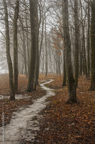 Fog in the old Park © zoya54