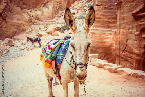closeup donkey near Al Khazneh - treasury, the ancient city of Petra, Jordan. Wadi Rum