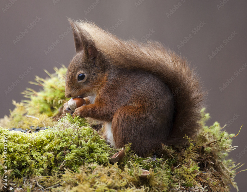 Fototapeta premium Red Squirrel Feeding in the wild 