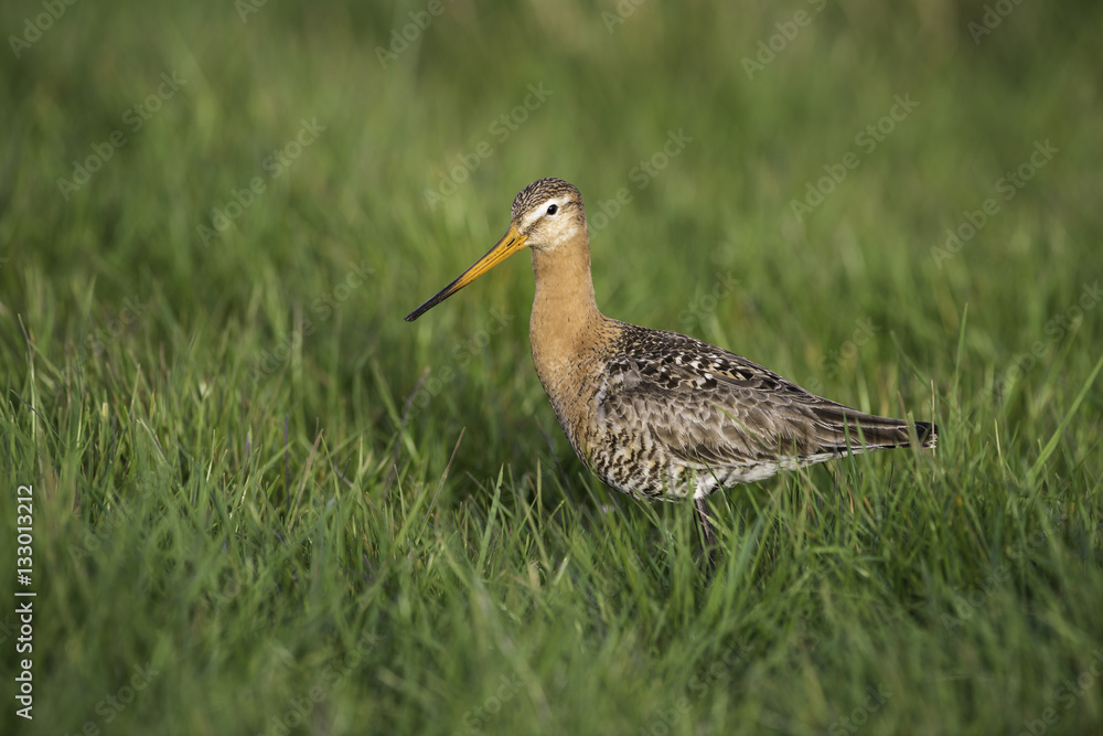 Obraz premium Black-tailed godwit