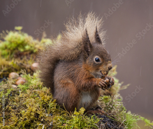 Red Squirrel Feeding in the wild  © Simon