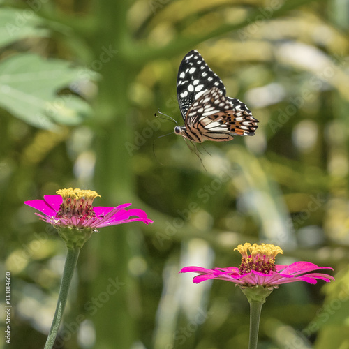 Bokeh Butterfly