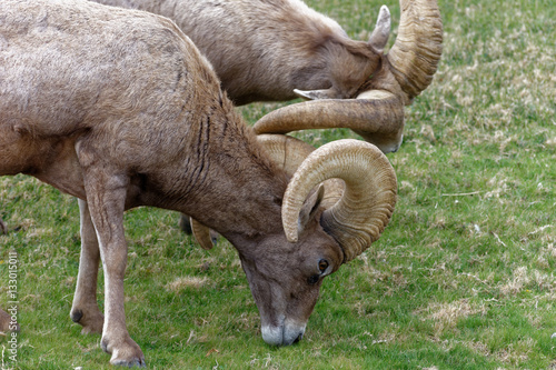 Desert Bighorn Sheep Rams Grazing on Green Grass