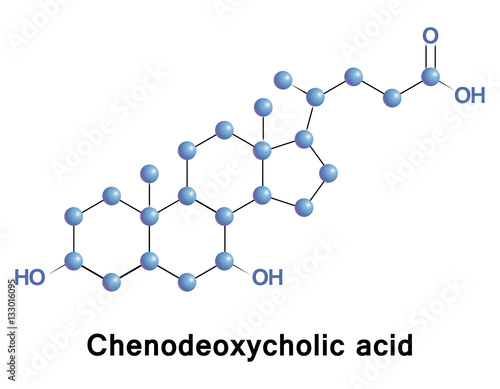 Chenodeoxycholic acid is one of the main bile acids produced by the liver. Vector medical illustration. photo