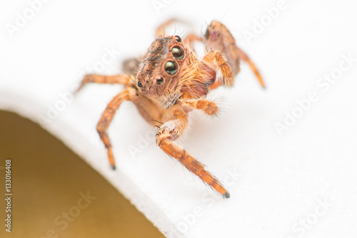 Small and tiny white and brownish jumping spider (Carrhotus sp.) isolated with white background