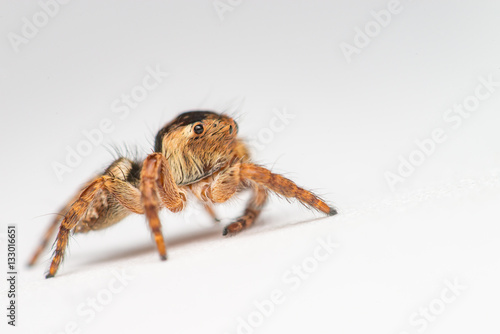 Small and tiny white and brownish jumping spider (Carrhotus sp.) isolated with white background showing its right side
