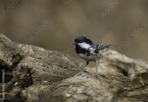 coal tit on a root