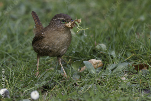 Wren collecting material for nest
