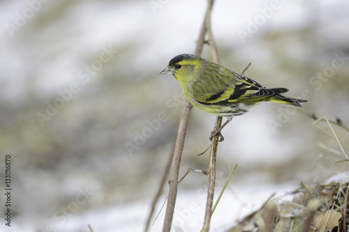 eurasian siskin