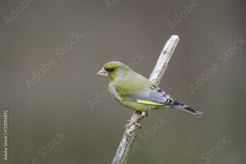 greenfinch