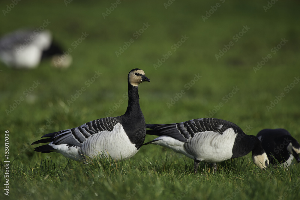 Barnacle Goose Barnacle Goose