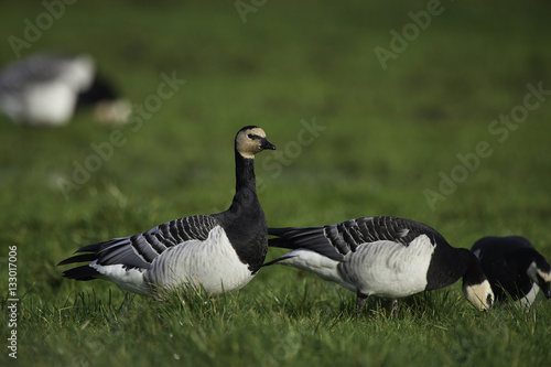 Barnacle Goose
