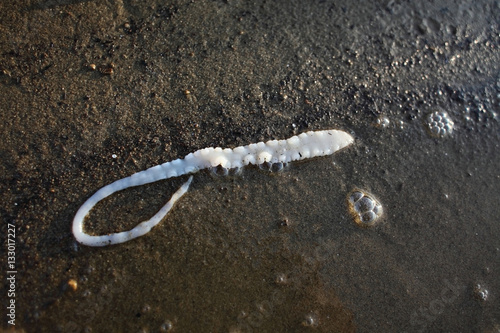Fotografía Tapeworm / Fishy parasite tapeworm on the lake shore
