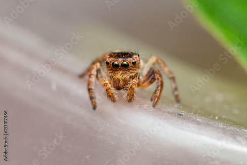 Small and tiny white and brownish jumping spider (Carrhotus sp.) crawling on a translucent Tupperware 