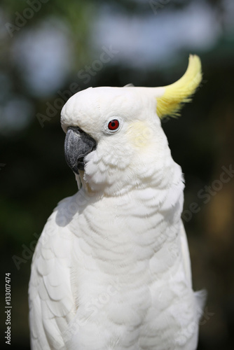 Beautiful white cockatoo © tanor27