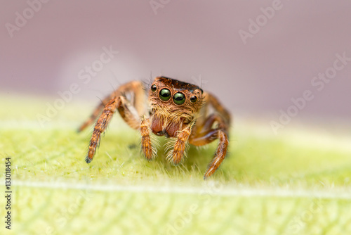 Small and tiny white and brownish jumping spider (Carrhotus sp.) crawling on a green leaf isolated with blur and smooth green background