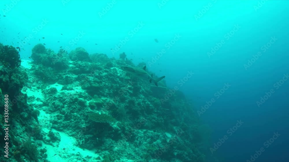 Whitetip Reef Shark on the edge of a coral reef. 4k footage Whitetip Reef Shark on the edge of a coral reef. 4k footage