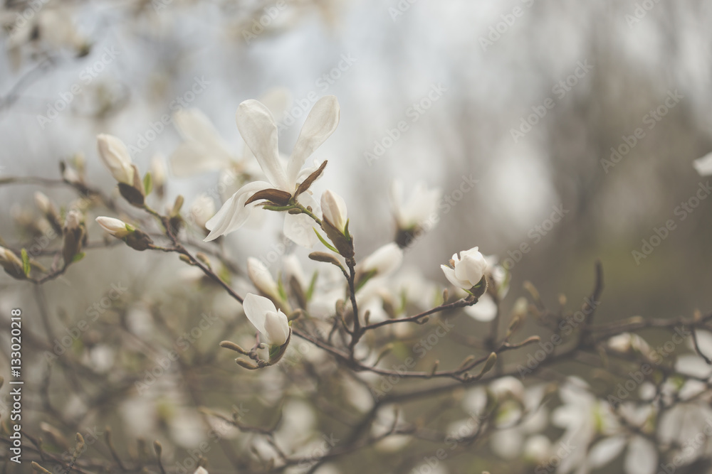 Magnolia flowers in spring garden Magnolia flowers in spring garden
