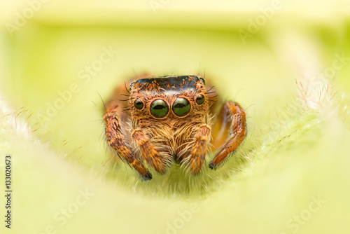 Small and tiny white and brownish jumping spider (Carrhotus sp.) crawling on a green leaf isolated with blur and smooth green background