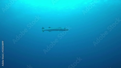 Wallpaper Mural Great Barracuda in blue water. 4k footage Torontodigital.ca