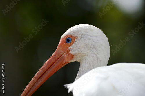 White Ibis