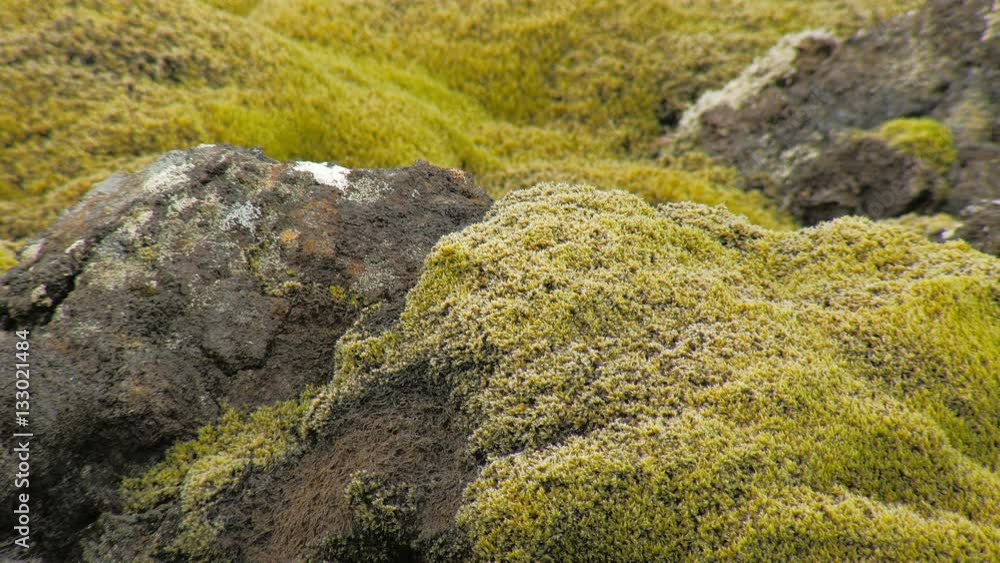 yellowed moss on lava field, autumn in Iceland, close up shot