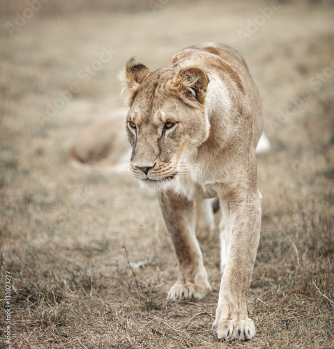 Lioness female (Panthera leo) profile view. lioness in the savanna