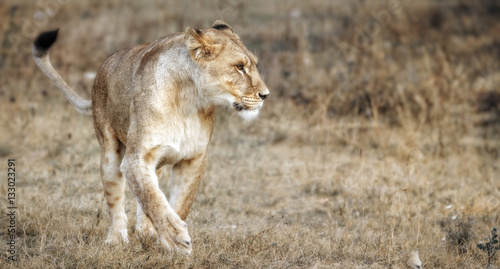 Fototapeta Naklejka Na Ścianę i Meble -  Lioness female (Panthera leo) profile view. lioness in the savanna